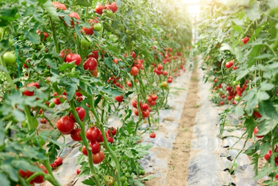 Tomatenloof